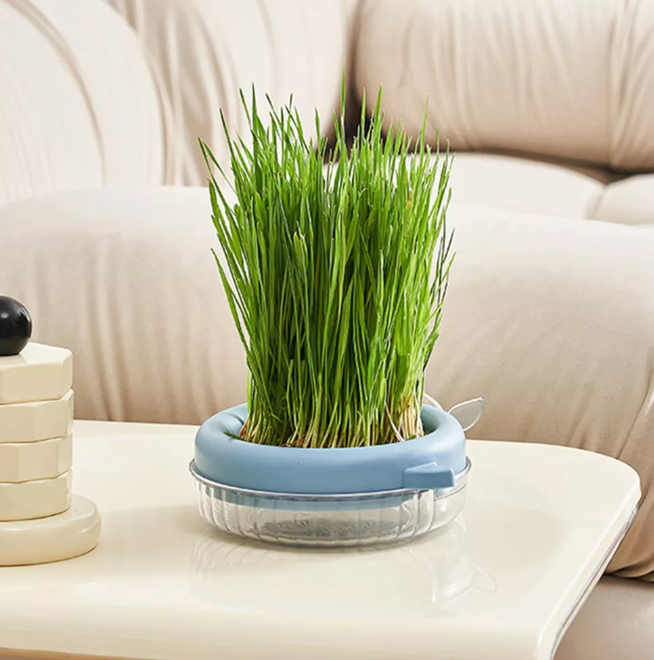 MACETERO DE CULTIVO HIERBA PARA GATO